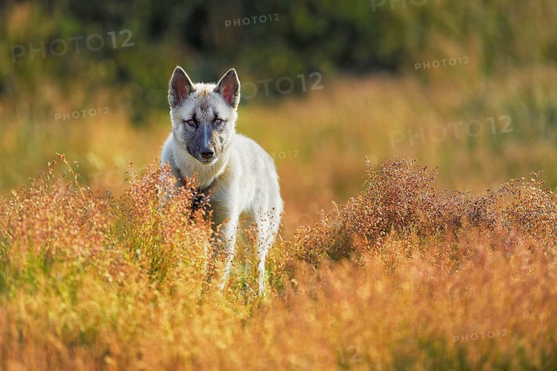 Adult Greenland Dog standing in a meadow