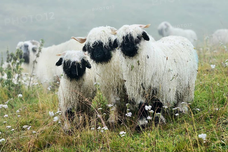 Valais black-nosed domestic sheep
