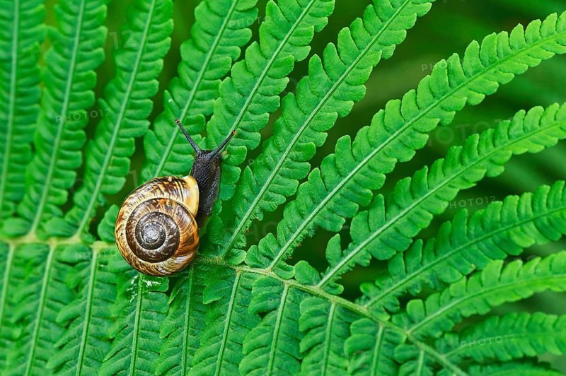 Grove snail