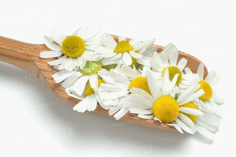 Medicinal plant Chamomile