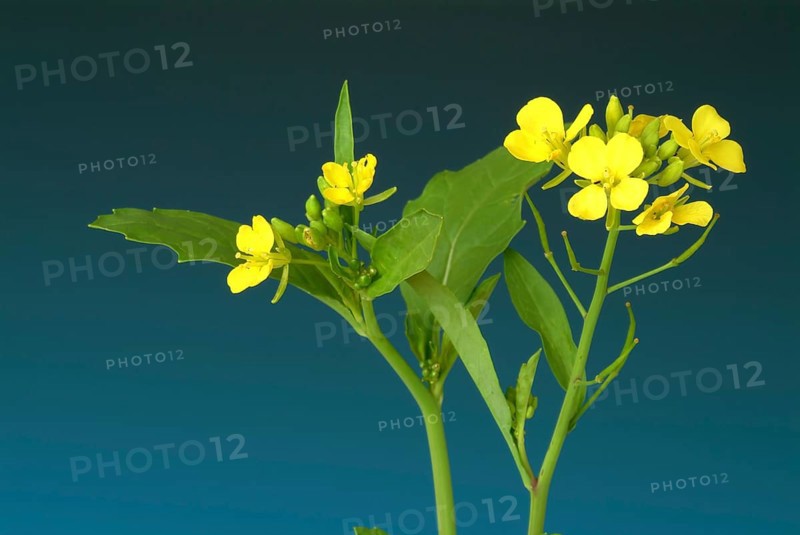 Black mustard