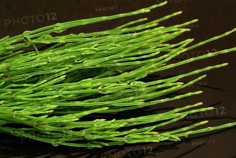 Field horsetail