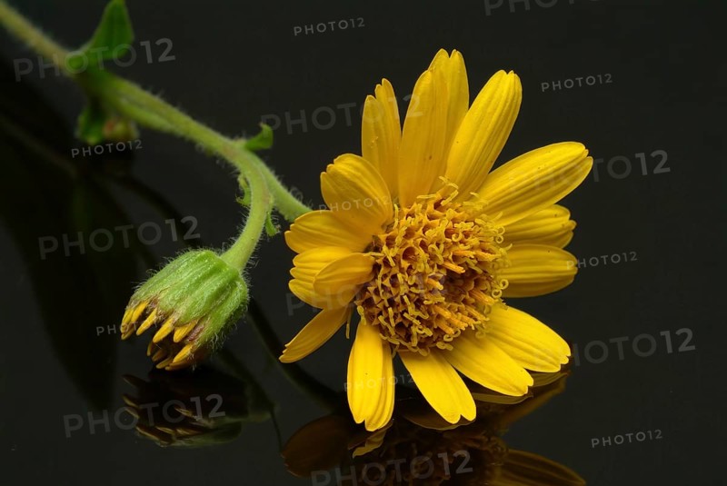 Arnica