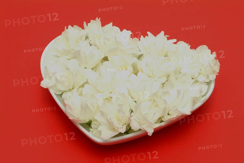 True common jasmine
