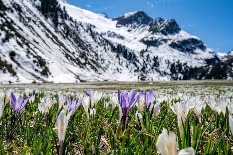 Meadow full of white and purple crocuses