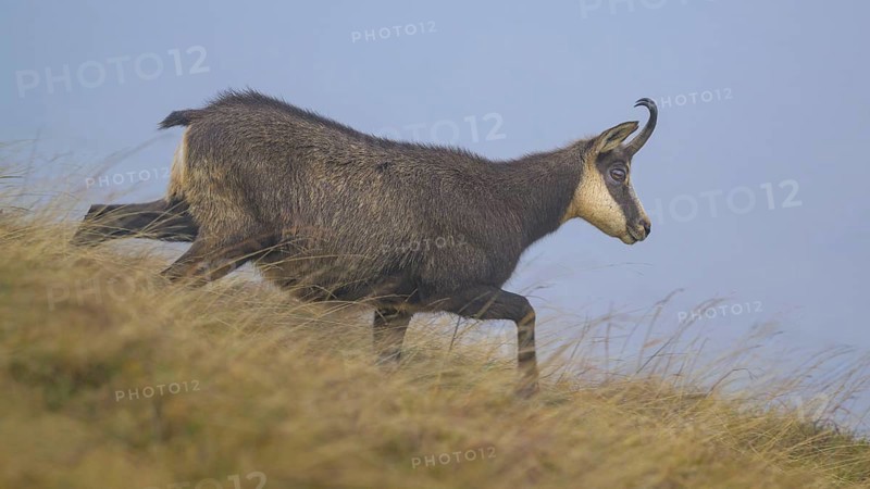 Chamois