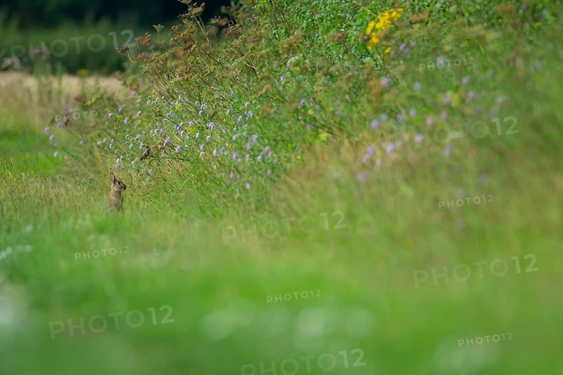Rabbit