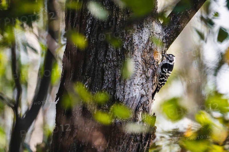 A lesser woodpecker bird
