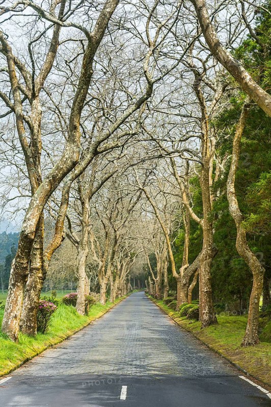 Nice tree alley along the Furnas lake