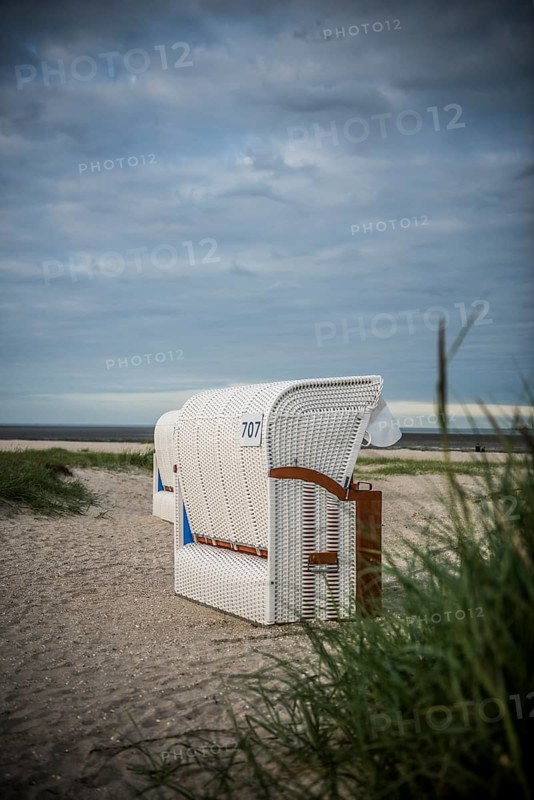 European marram grass