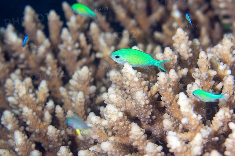 Green chromis