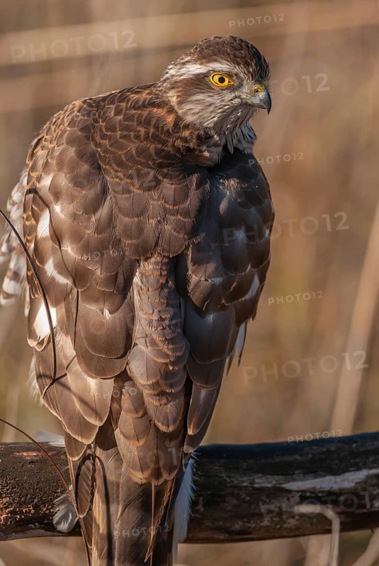 Young Eurasian eurasian sparrowhawk
