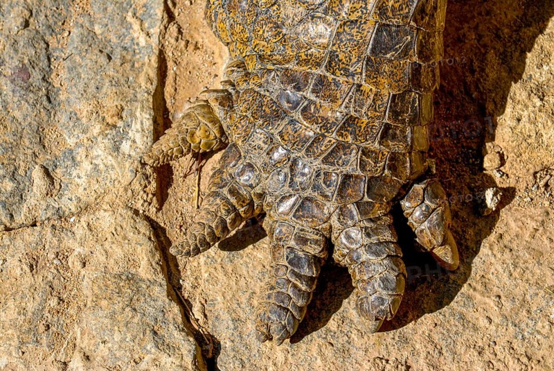 Close up of crocodile claw