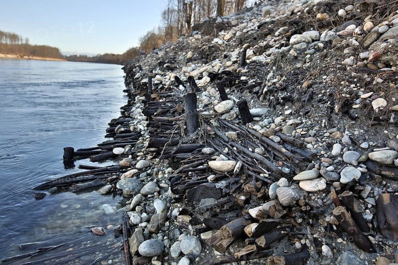 Exposed historic fascines on a river bank