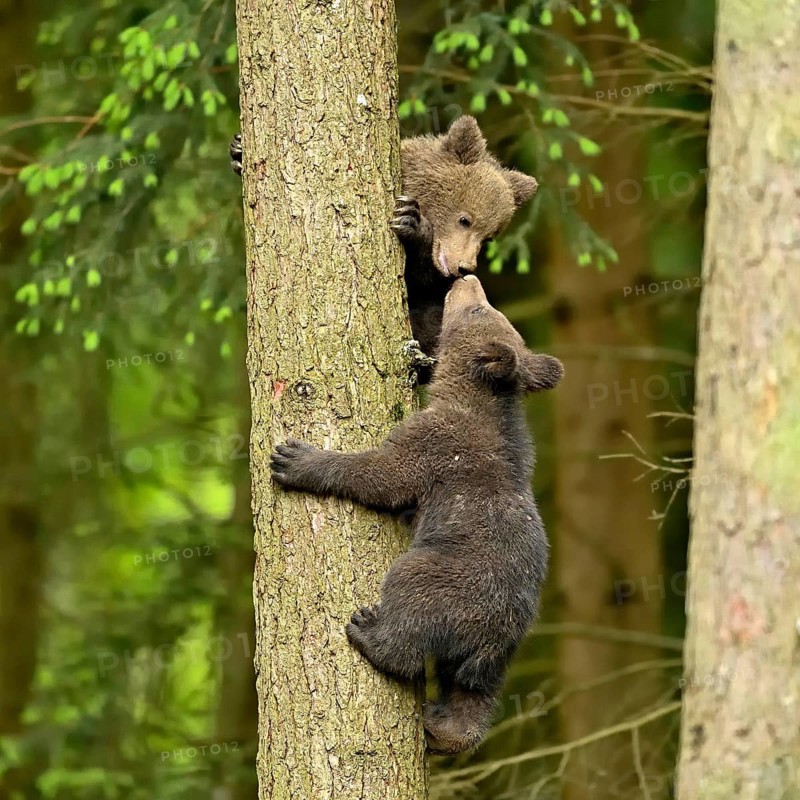 Two young European european brown bear