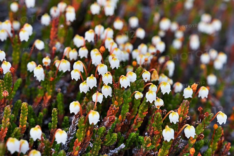 Flowering Arctic arctic bell-heather