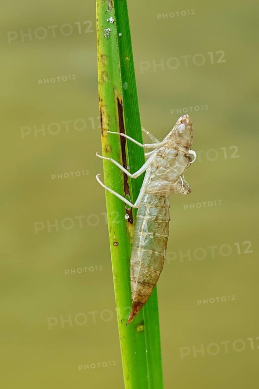Larval skin