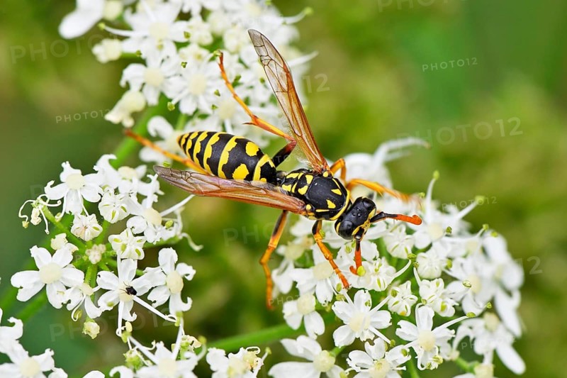 Field wasp