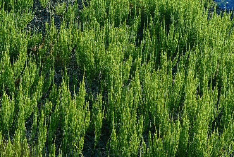 Field horsetail