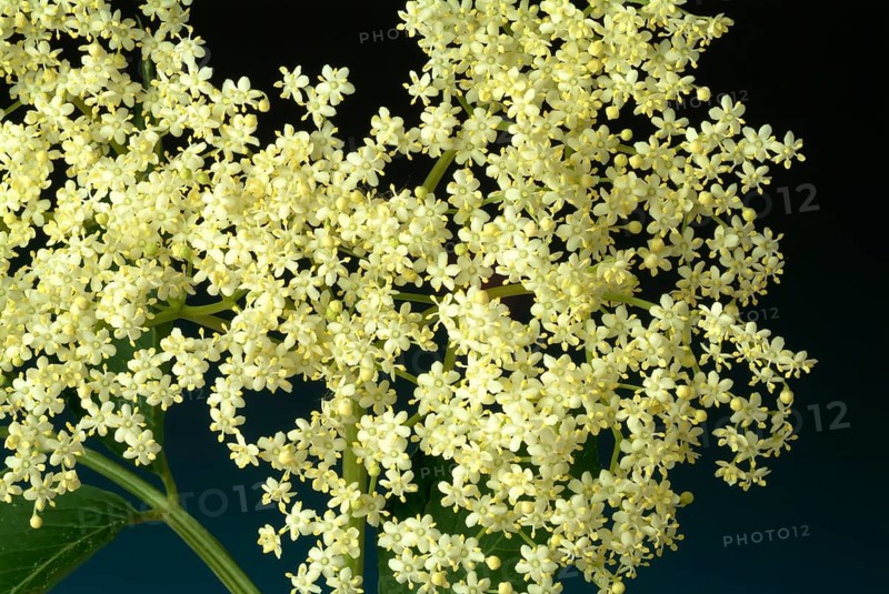 Black elder
