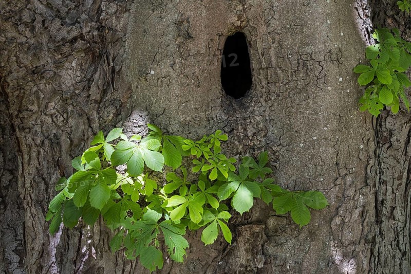 Natural cavity in trunk of horse-chestnut
