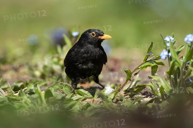 European blackbird
