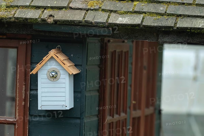 Blue tit