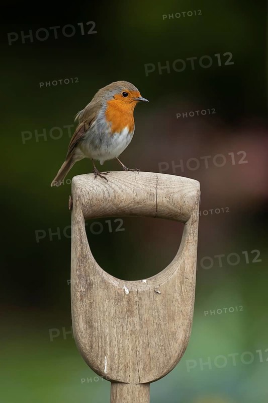 European robin
