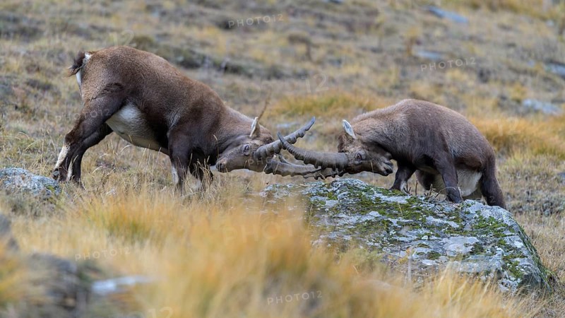 Alpine ibex