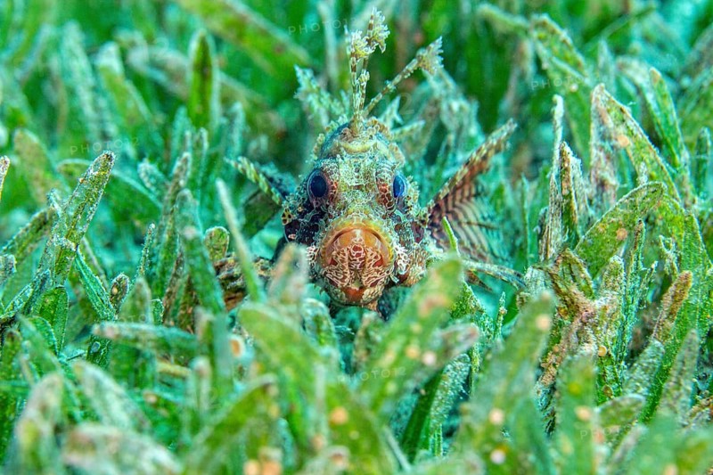 Dwarf lionfish