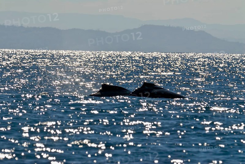 Humpback whale