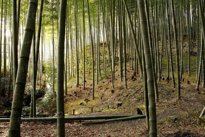 Stream and bamboo trunks in the Arashiyama Bamboo Forest in Kyoto