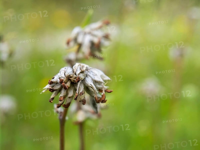 Silver-leaf cinquefoil
