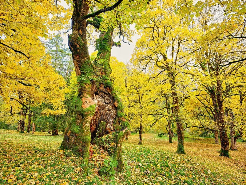 Forest of sycamore maple