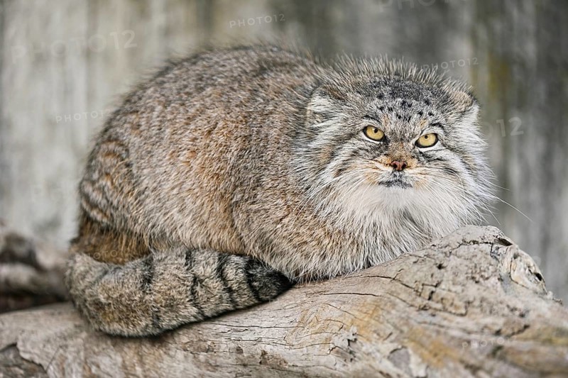 Manul or Pallas' cat