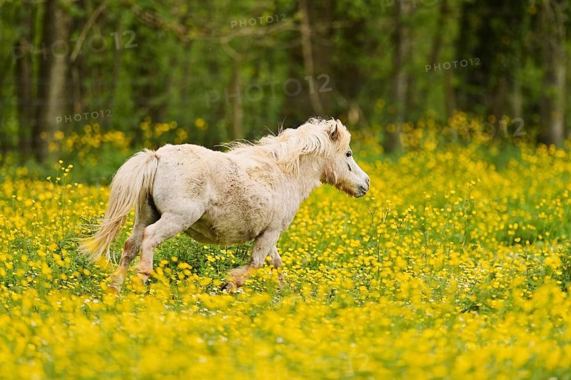 Icelandic horse