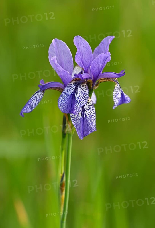 Siberian iris