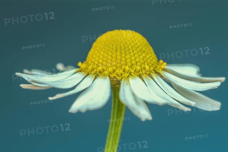 Medicinal plant Chamomile
