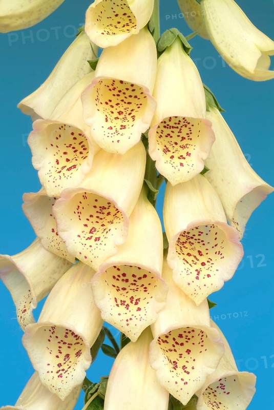 Big-flowered foxglove