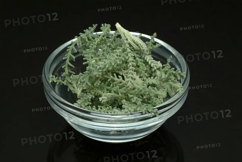 Medicinal plant Holy herb
