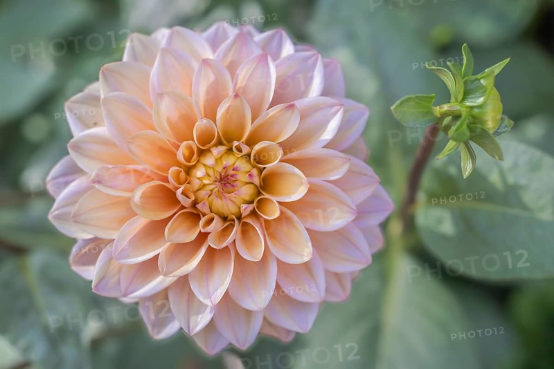 Dahlia blossom as decoration in a municipal park. Selestat