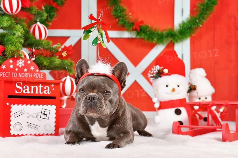 French Bulldog dog wearing Christmas mistletoe headband between festive decoration