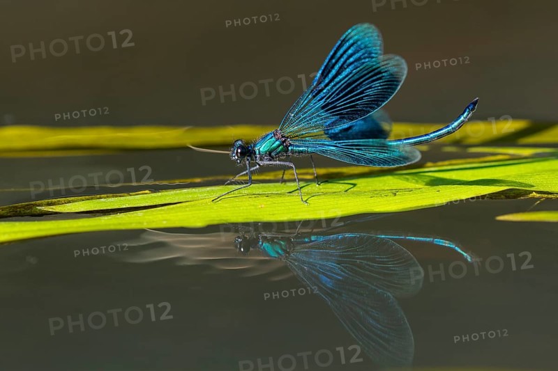Banded demoiselle
