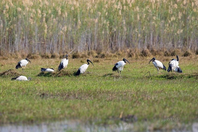 African sacred ibis