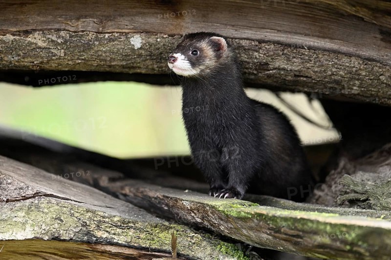 European polecat