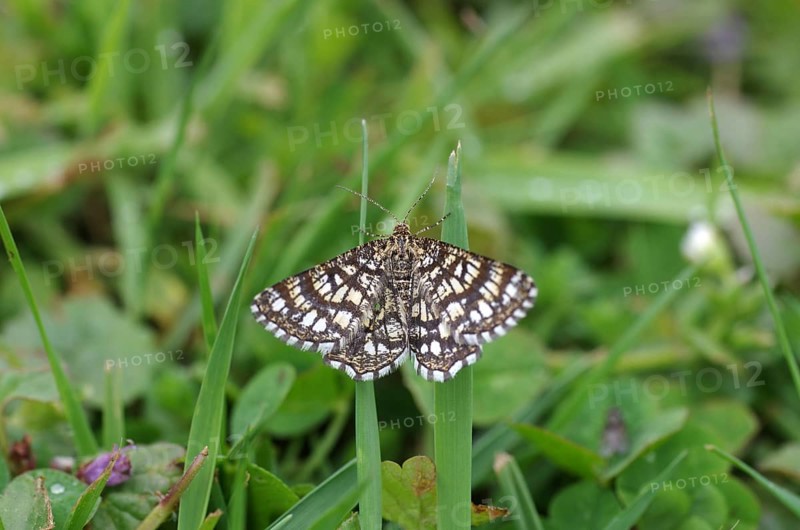 Latticed heath
