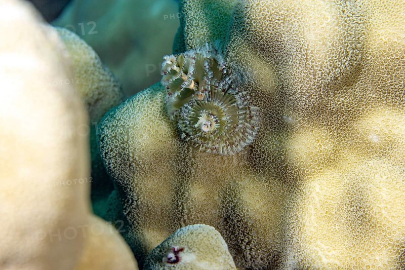 Christmas tree worm