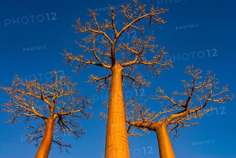 Avenue de Baobabs at sunrise