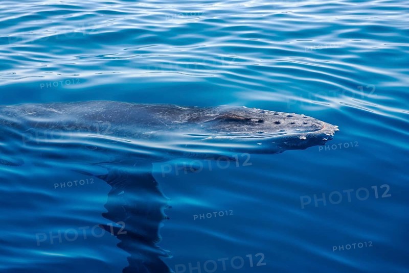 Humpback whale