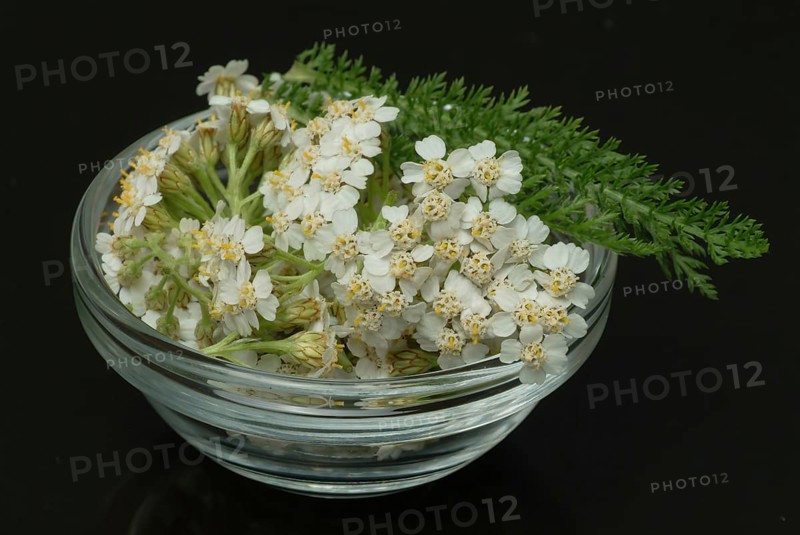 Common yarrow